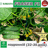 Огірок надранній ФРАЙЗЕР F1 / FRASER F1 ТМ Sakata (Японія), фото 2