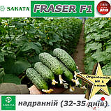 Огірок надранній ФРАЙЗЕР F1 / FRASER F1 ТМ Sakata (Японія), фото 3