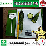 Огірок надранній ФРАЙЗЕР F1 / FRASER F1 ТМ Sakata (Японія), фото 4