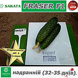 Огірок надранній ФРАЙЗЕР F1 / FRASER F1 ТМ Sakata (Японія), фото 5