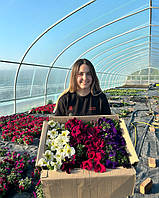 В этом году из семян, предлагаемых на нашем сайте, Алексей и Ольга вырастили рассаду и успешно реализовали цветоводам и любителям цветов. Рассада разошлась для оптовой продажи и украшения приусадебных участков и жилищ.