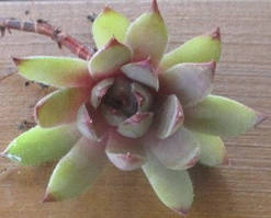 Молодило Віолет квін. НЧ. Дітки для вкорінення.