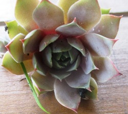 Молоділо бежево мармурове. НЧ. Дітки для вкорінення., фото 1