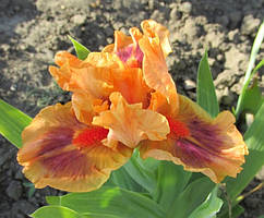 Ірис карликовий Джайв. 0.5 л.