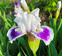 Ірис карликовий Рівітинг. 0.5 л.