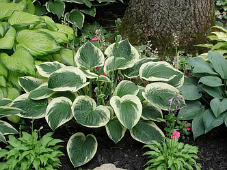 Хоста 'Austin Dickinson'. Контейнер 2л