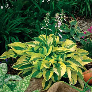 Хоста 'Mama Mia', Контейнер 2л/3л