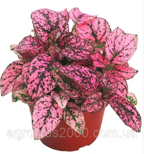 Насіння Гіпоестес Конфетті Малиновий 100 насінин Sakata