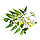 Hawaii Pharm Neem (Azadirachta indica) Alcohol-FREE / Нім органік без спирту 120 мл, фото 9