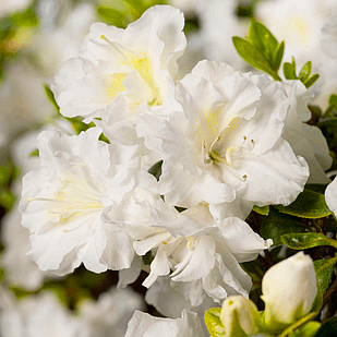 Саджанці Азалії білої (Azalea) Ø 13 см