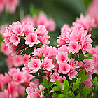 Саджанці Азалії рожевої (Azalea) Ø 13 см, фото 2