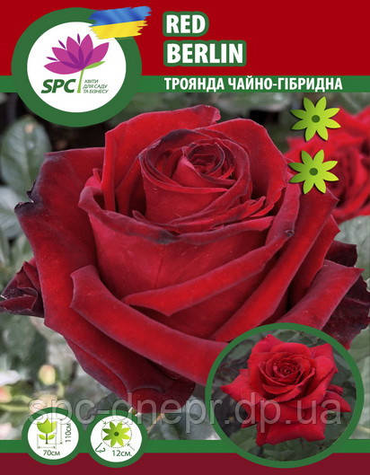 Троянда чайно-гібридна Red Berlin
