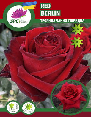 Троянда чайно-гібридна Red Berlin, фото 2