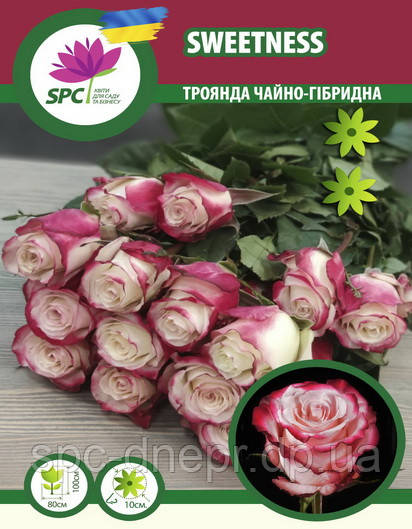 Троянда чайно-гібридна Sweetness