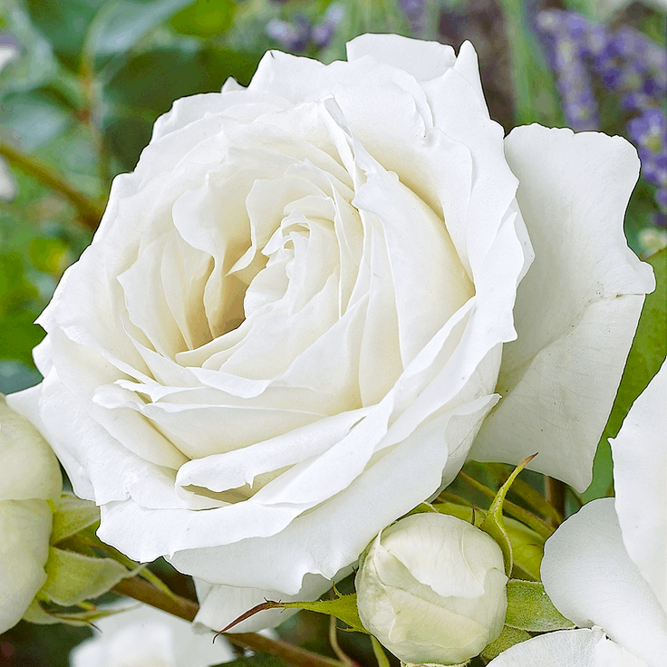 Саджанці Троянди Кордана білої (Rosa Kordana) Ø 10 см, фото 1