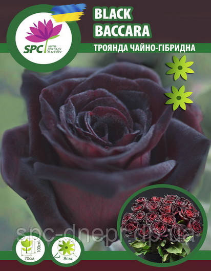 Троянда чайно-гібридна Black Baccara