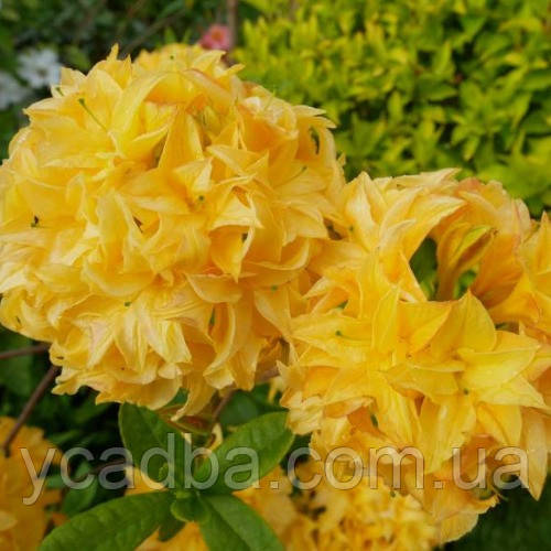 Азалія японська Жовтий Пом Пом (контейнер 1 л), фото 1