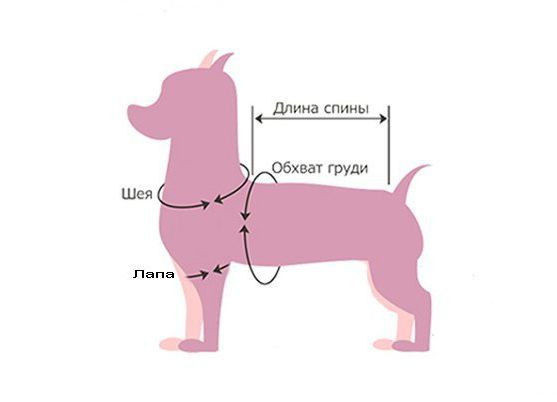 Как правильно подобрать размер одежды собаке - фото 1 - id-p393784757
