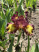 Ірис карликовий Ringer. У контейнерах 0.5 л.