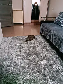 Ворсистий килим SHAGGY BRAVO 001 SILVER сірий