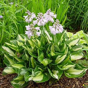 Хоста 'Whirlwind'. Контейнер 2л/3л