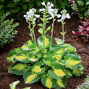 Хоста 'Sunset Grooves'. Контейнер 2л