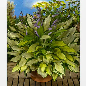 Хоста 'Lady Guinevere'. Контейнер 2л