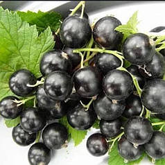 Смородина сорт Аметист (середньо-пізнього терміну дозрівання)
