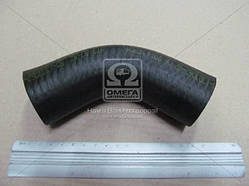 Патрубок нижній радіатора МТЗ