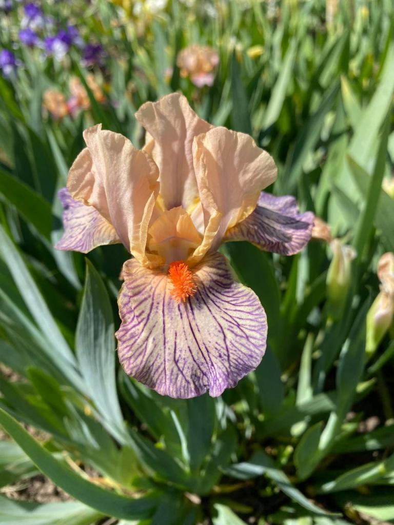 Ірис карликовий Екстратирестриал. У контейнерах 0.5 л., фото 1