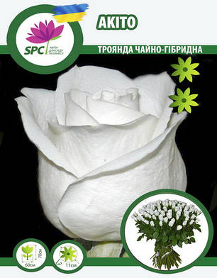 Троянда чайно-гібридна Akito, фото 1