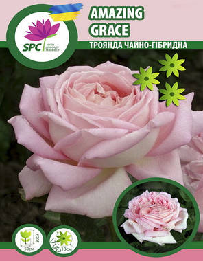 Троянда чайно-гібридна Amazing Grace(Myriam), фото 2
