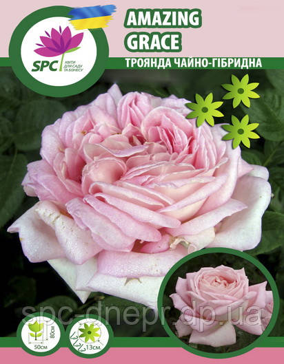 Троянда чайно-гібридна Amazing Grace(Myriam)