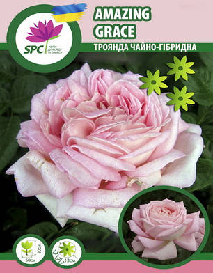 Троянда чайно-гібридна Amazing Grace(Myriam), фото 1