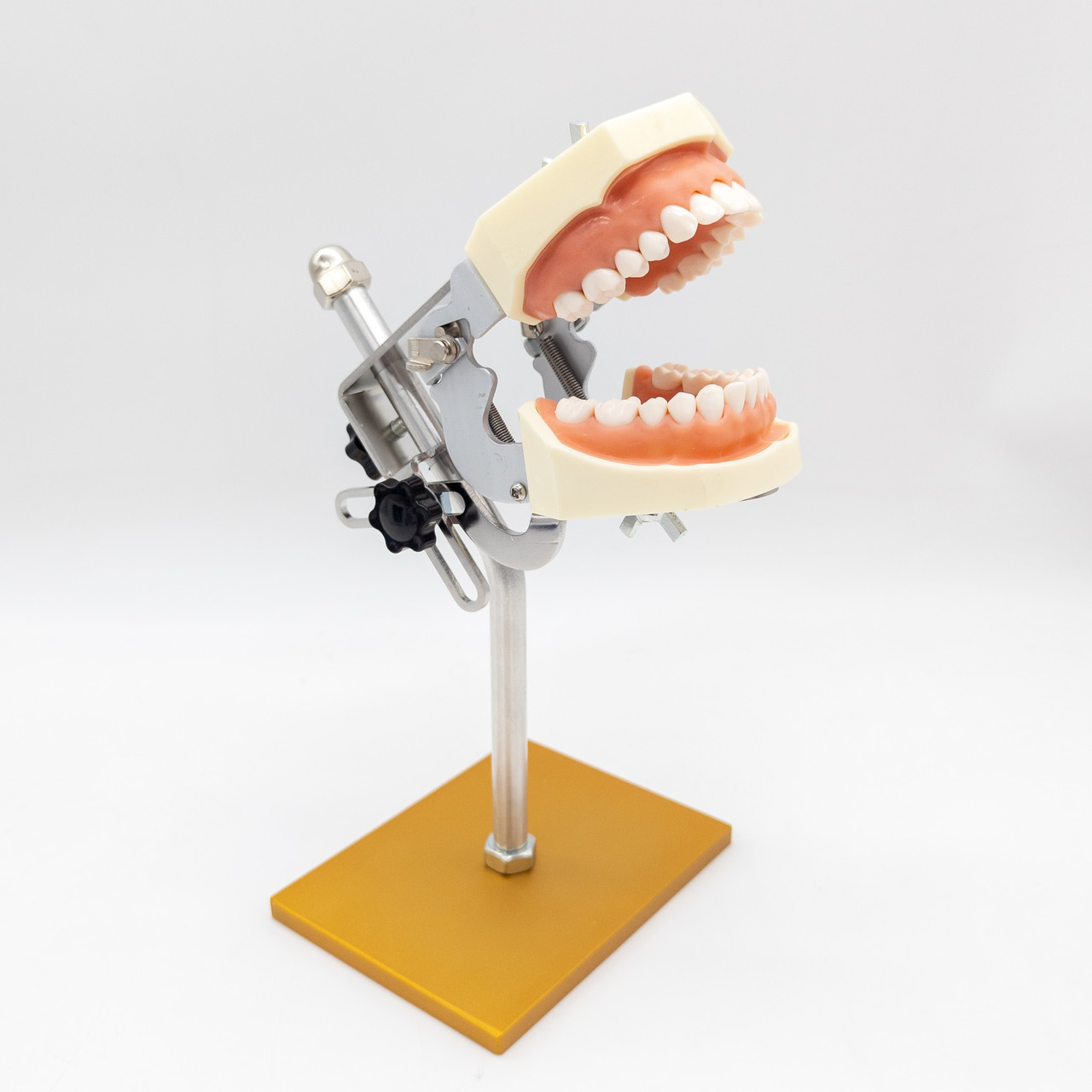 Фантом для стоматологів, стоматологічна модель зі знімними зубами, м'якими яснами на підставці, фото 1