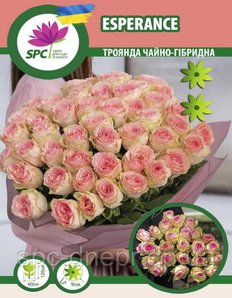 Троянда чайно-гібридна Espérance, фото 1
