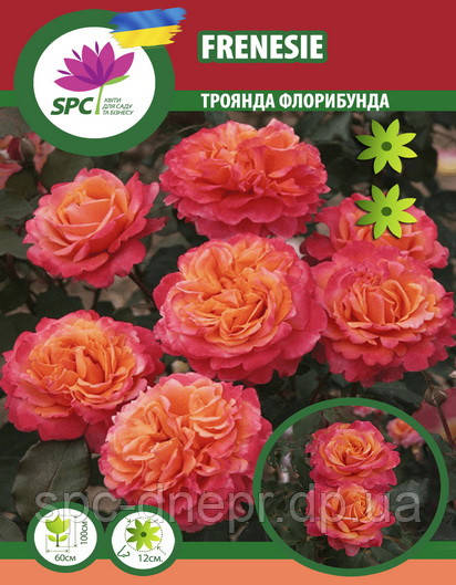 Троянда флорибунда Frensie