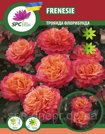 Троянда флорибунда Frensie, фото 1