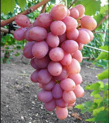 Саджанці винограду сорт "Дніпровський Рожевий"