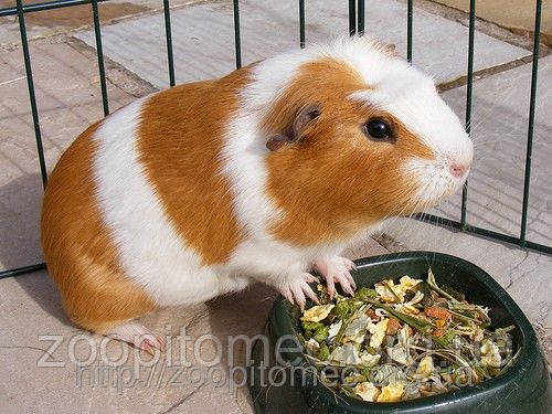 МОРСКАЯ СВИНКА -МОРСКИЕ СВИНКИ короткошерстные.