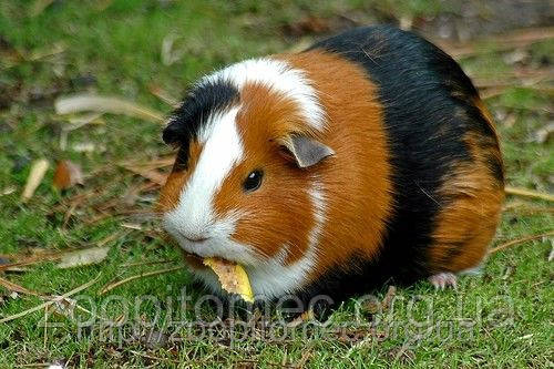 МОРСЬКА СВИНКА -МОРСЬКІ СВИНКИ короткошерсті.