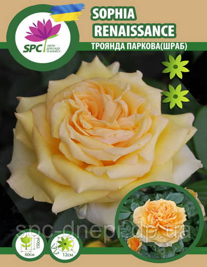 Троянда паркова(шраб) Sophia Renaissance