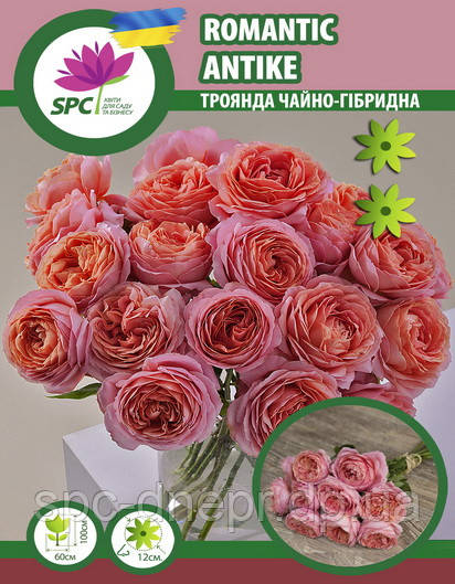 Троянда чайно-гібридна Romantic Antike