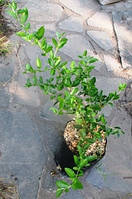 Пірасанта яскраво-червона Soleil d'Or. Д12.