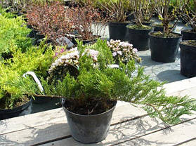 Ялівець середній Мінт Джулеп \ Juniperus chinensis 'Mint Julep' ( С 1.5л) саджанці, фото 3