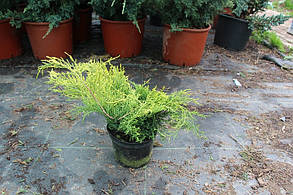 Ялівець середній Олд Голд \ Juniperus media Old Gold ( С 1.5 л) саджанці, фото 5