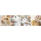 Набір ножиць для грумінгу домашніх тварин Purlov 23186 Польща, фото 3