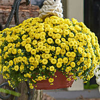 Хризантема ампельна Skyfall Yellow (в горщику р.12)