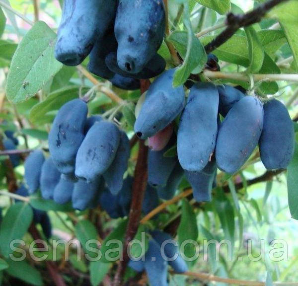 Жимолость їстівна Попелюшка (саджанці 2 роки)