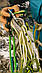 Edelrid Edelrid Dyneema Sling 11 мм II Oasis 60 см, фото 3